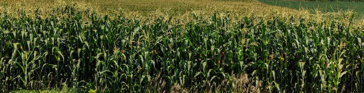 Cornfield 